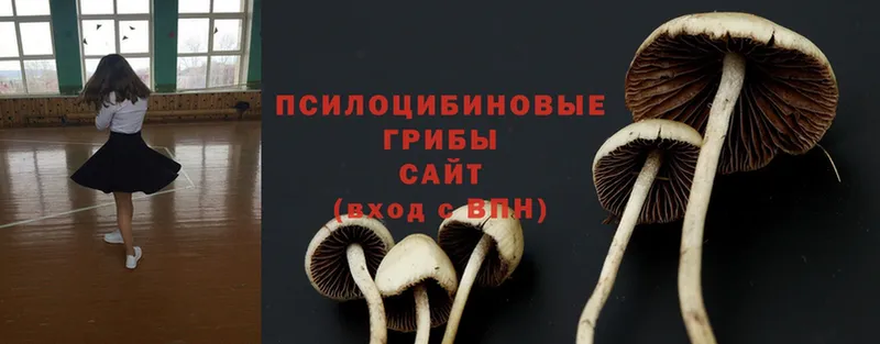 наркошоп  Петровск-Забайкальский  OMG онион  Псилоцибиновые грибы Psilocybine cubensis 